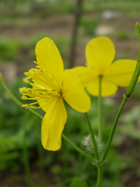 Image of Chelidonium majus specimen.