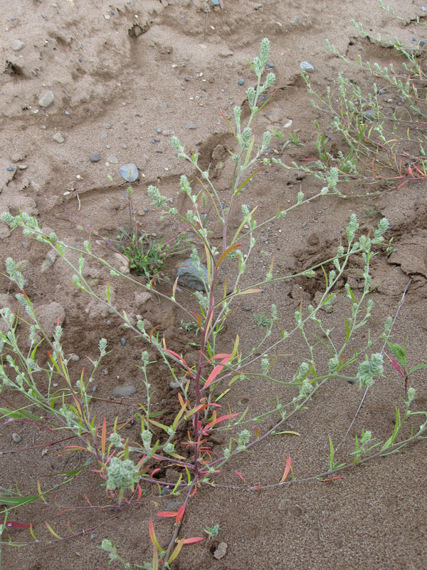 Image of Corispermum hyssopifolium specimen.