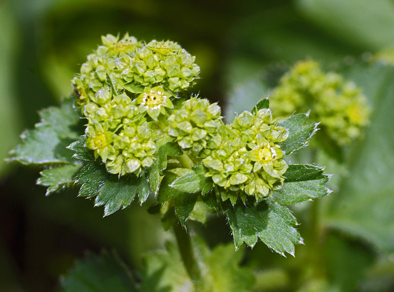 Изображение особи род Alchemilla.