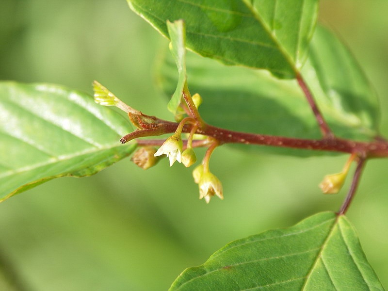 Изображение особи Frangula alnus.