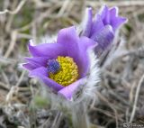 Pulsatilla taurica