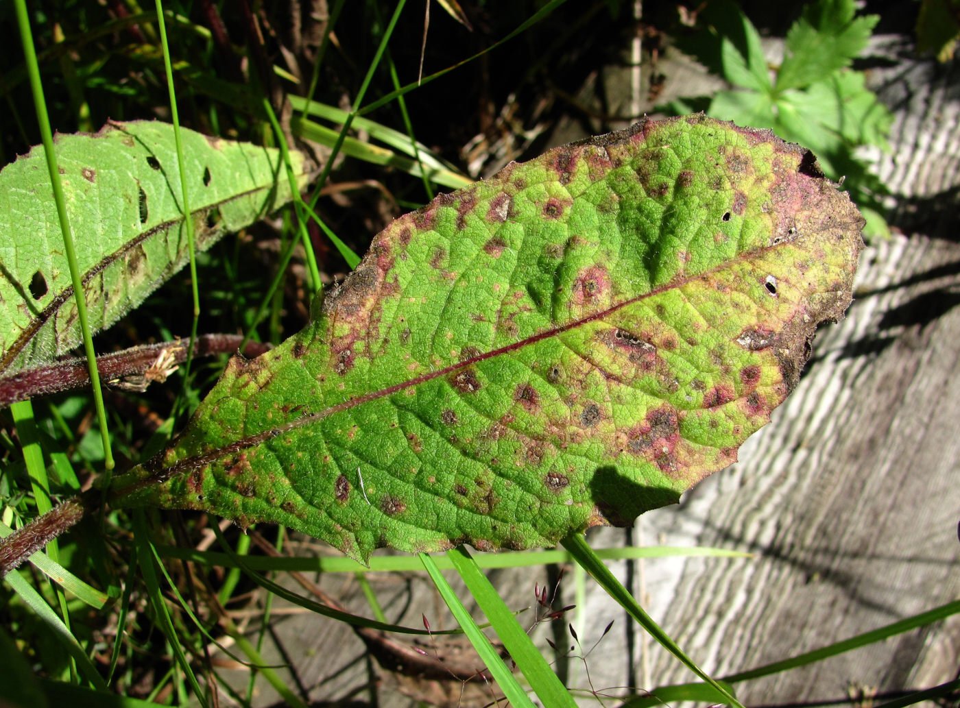 Image of Centaurea phrygia specimen.