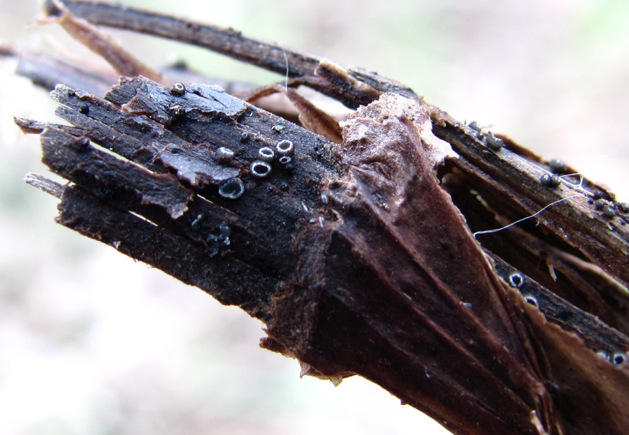 Image of Thalictrum flavum specimen.