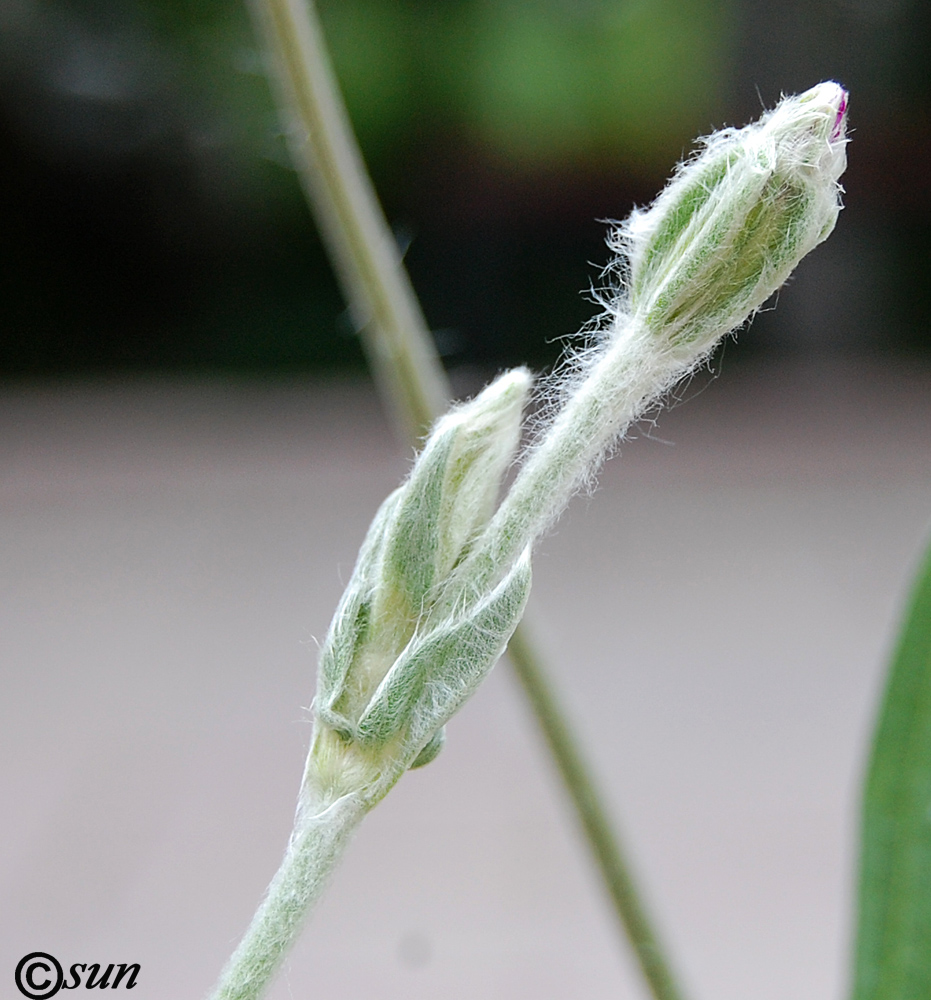 Изображение особи Lychnis coronaria.