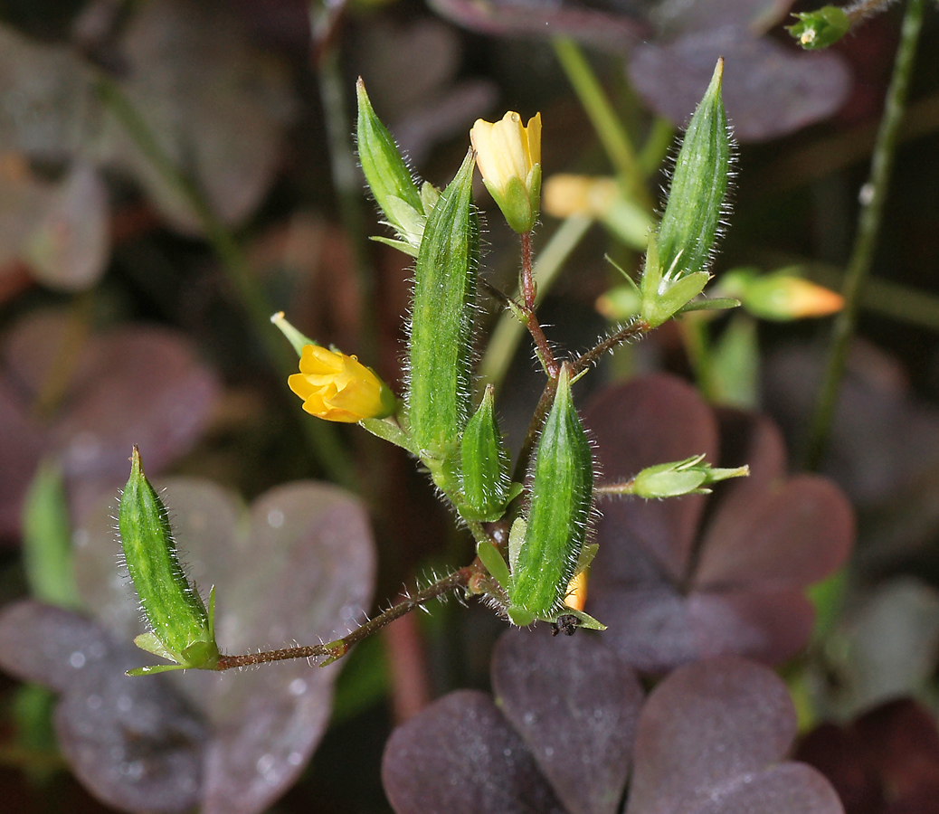 Изображение особи Oxalis stricta.