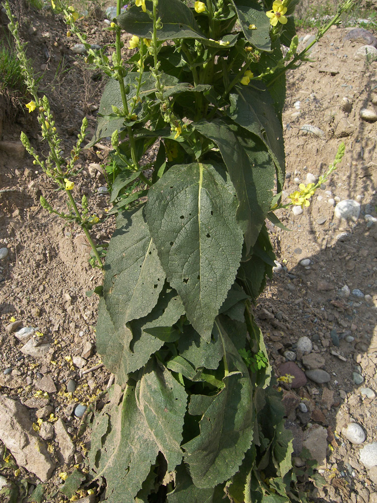 Image of Verbascum pyramidatum specimen.