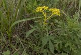 Patrinia scabiosifolia