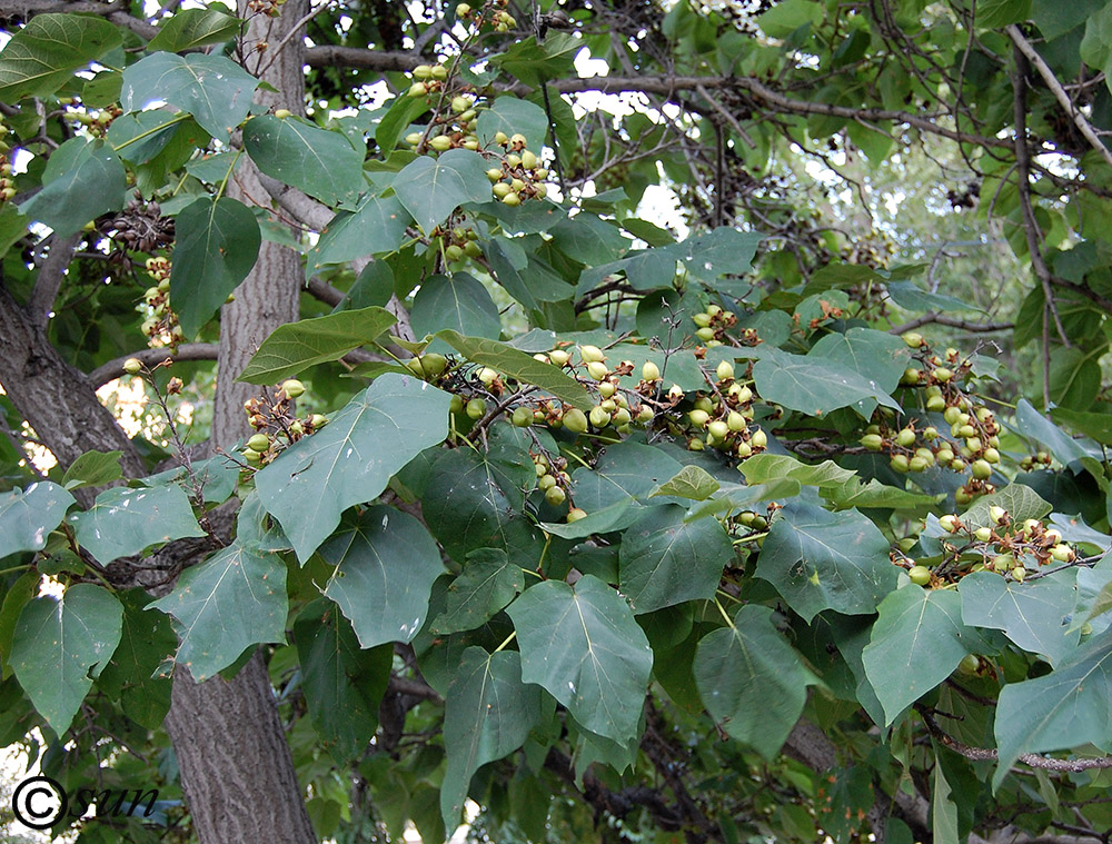 Image of Paulownia tomentosa specimen.