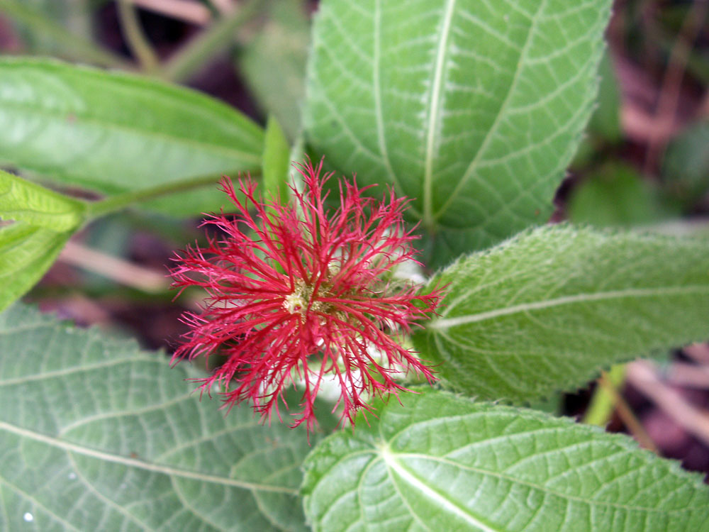 Image of Acalypha villicaulis specimen.