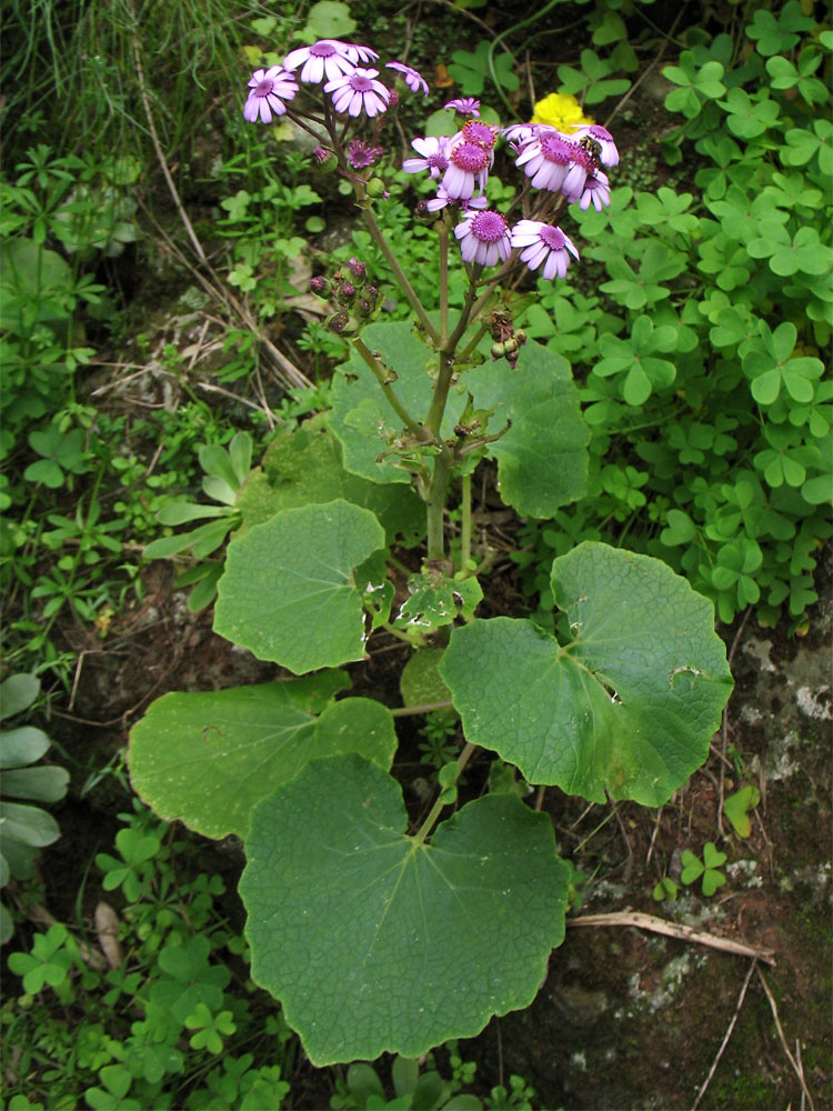 Image of Pericallis webbii specimen.