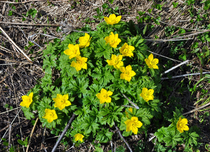 Изображение особи Trollius ranunculinus.