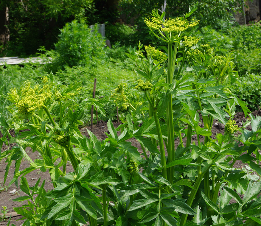 Image of Pastinaca sativa specimen.