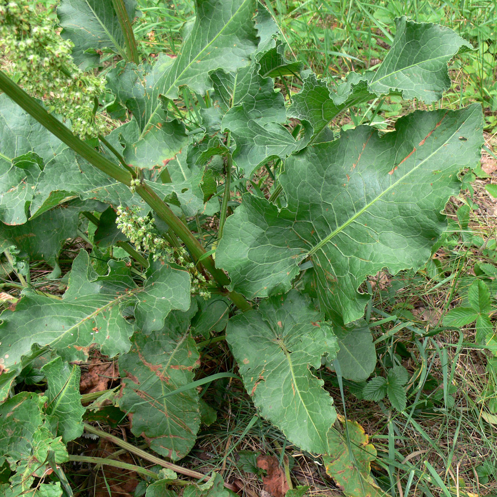 Image of Rumex confertus specimen.