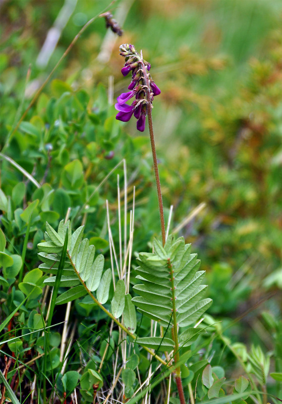 Image of Hedysarum caucasicum specimen.