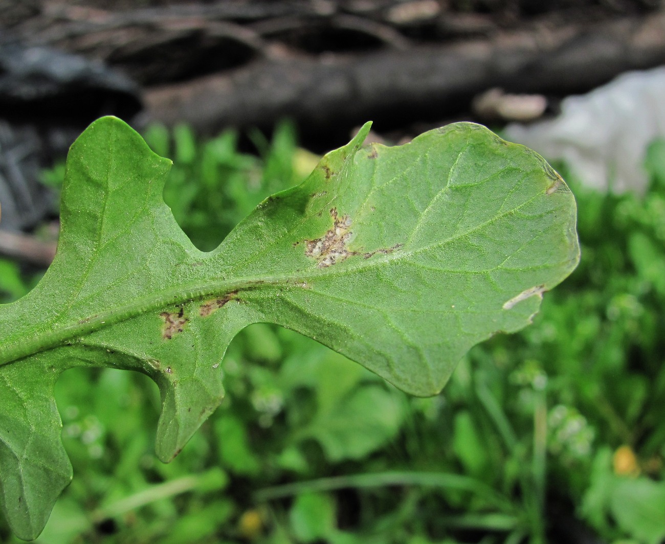 Изображение особи Calepina irregularis.