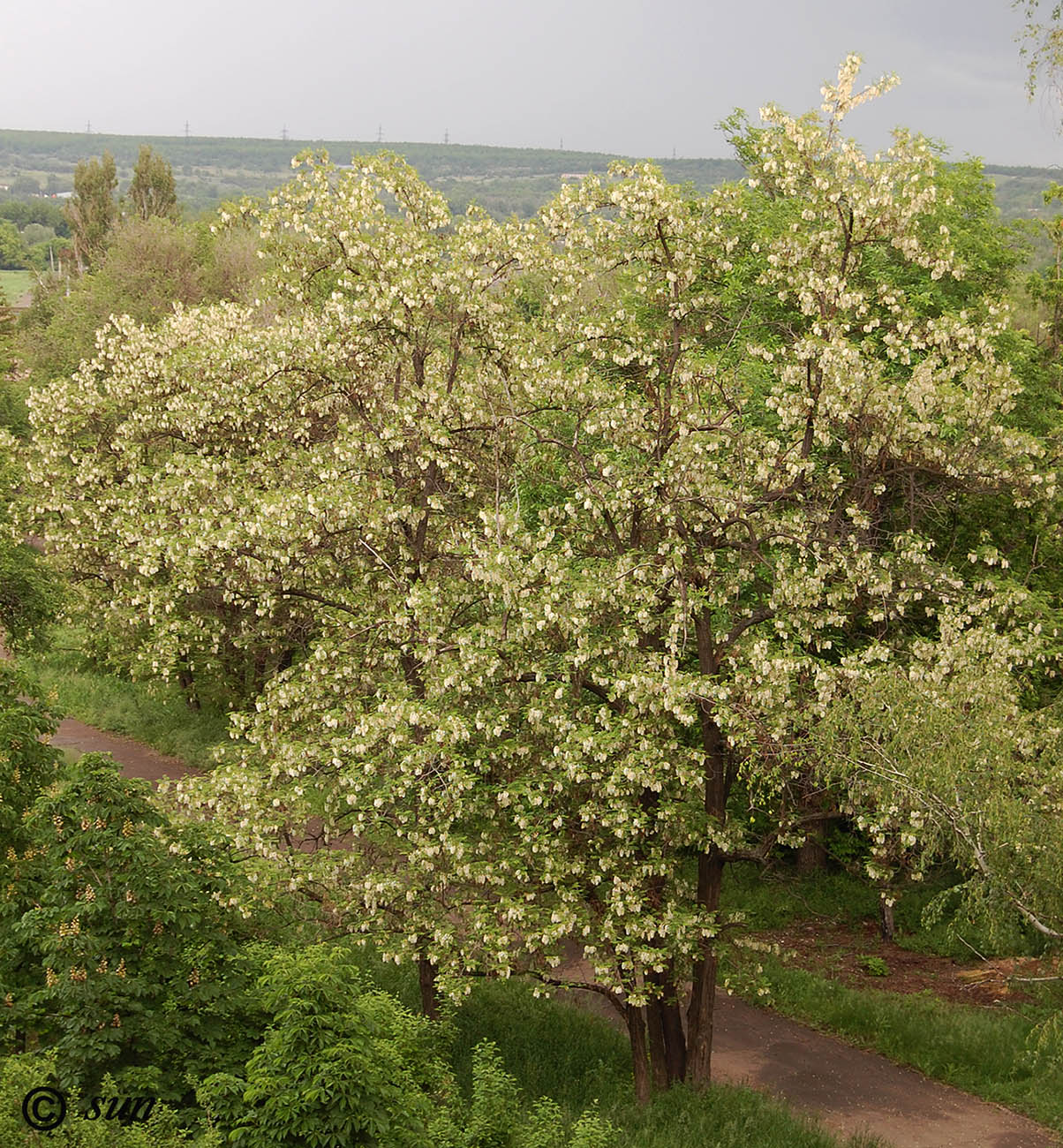 Image of Robinia pseudoacacia specimen.