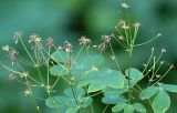 Thalictrum aquilegiifolium. Верхушка плодоносящего растения. Санкт-Петербург. 13.09.2009.