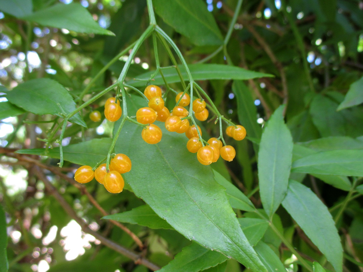 Image of Sambucus australasica specimen.