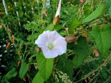 Calystegia inflata