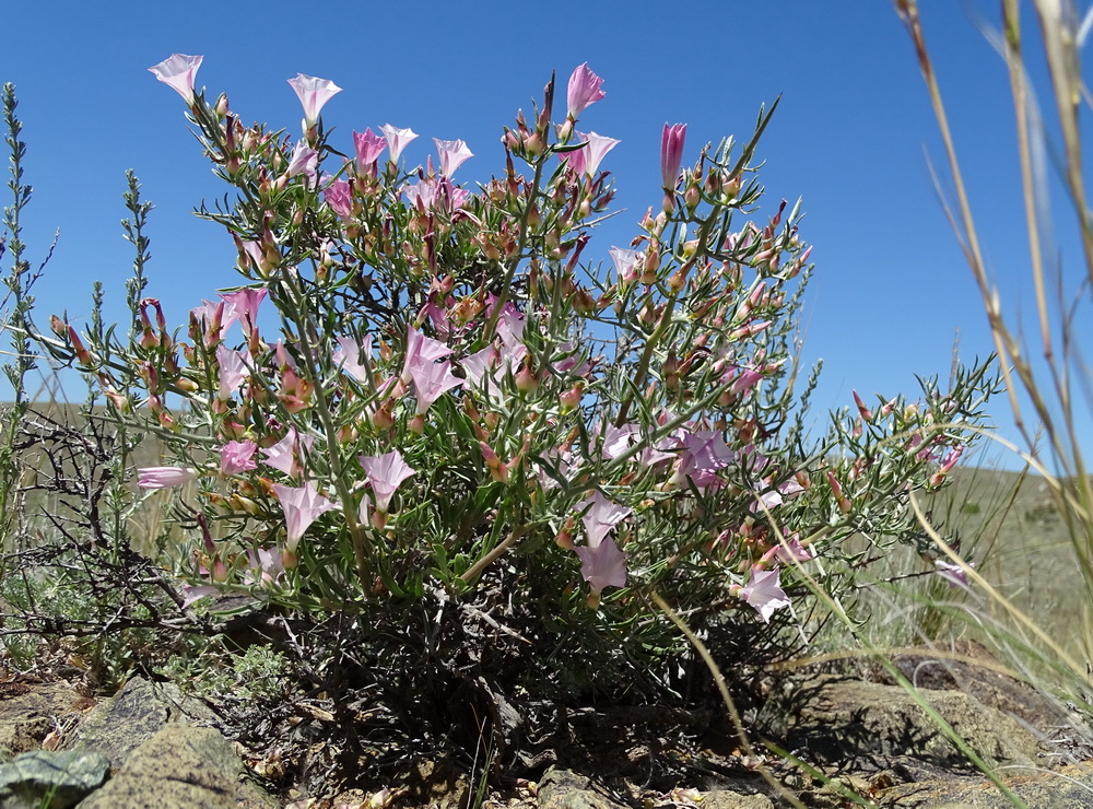 Изображение особи Convolvulus gortschakovii.