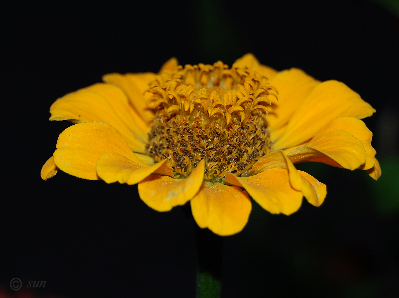 Image of Zinnia elegans specimen.