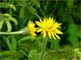 Trommsdorffia uniflora. Верхушка цветущего растения. Украина, Ивано-Франковская обл., Болеховский горсовет, Поляницкий региональный ландшафтный парк, ур. Яворив, лесная полянка. 21.06.2014.