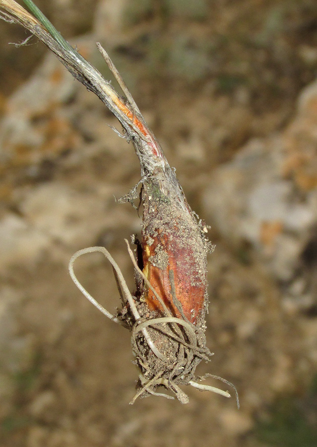 Image of Allium tarkhankuticum specimen.