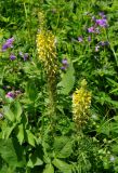 Pedicularis condensata. Верхушка цветущего растения. Северная Осетия, Ирафский р-н, хребет Танадор, гора Кубус, ≈ 2000 м н.у.м., субальпийский луг. 05.07.2016.