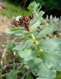 Смотреть изображение Rhodiola rosea