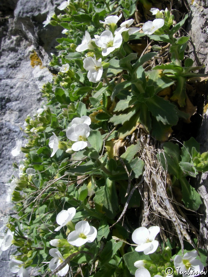 Image of Arabis caucasica specimen.