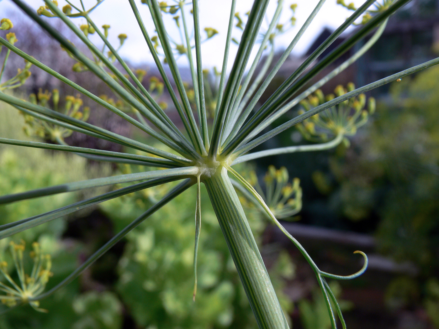 Изображение особи Anethum graveolens.