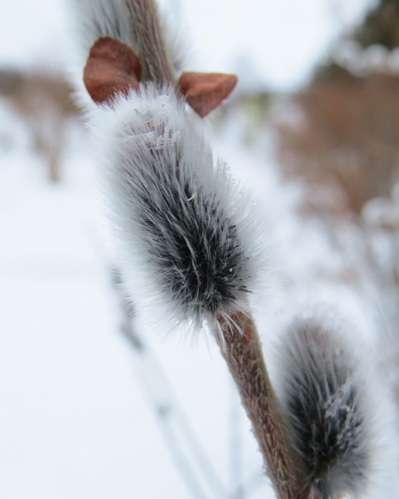 Image of Salix gracilistyla specimen.