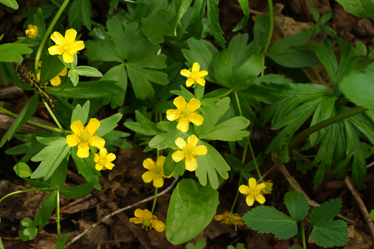 Image of genus Ranunculus specimen.