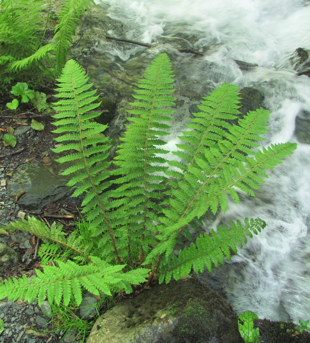 Изображение особи Polystichum setiferum.