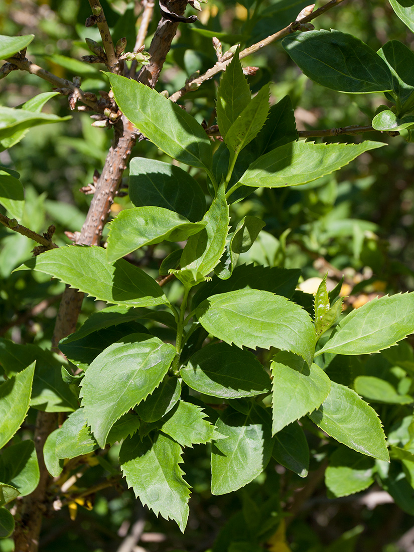 Image of Forsythia &times; intermedia specimen.