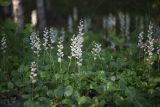 Pyrola rotundifolia