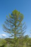 Larix sibirica. Крона взрослого средневозрастного(?) дерева с шишками. Ленинградская обл., Кировский р-н, окр. дер. Петровщина, луг на известняке. 04.06.2017.