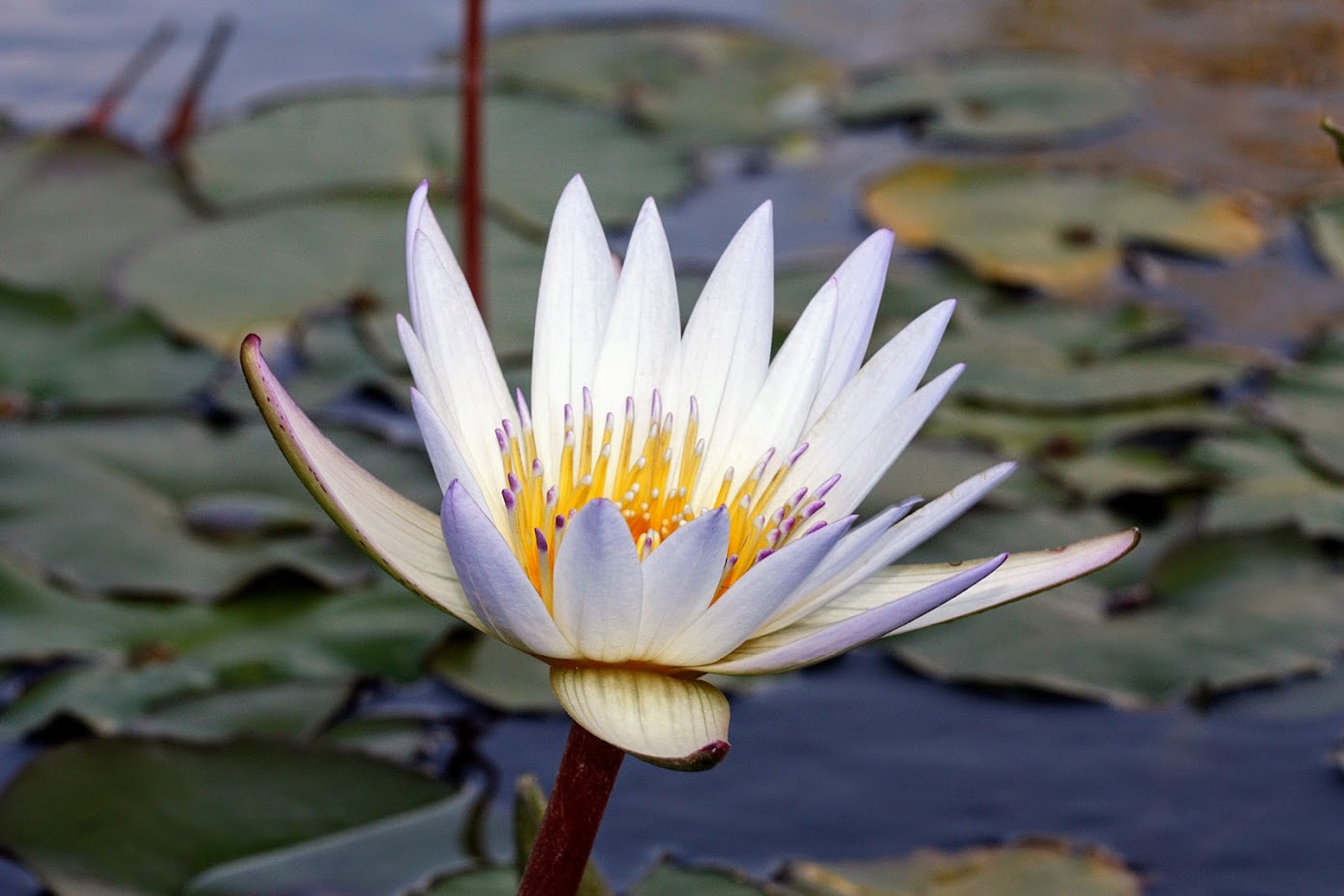 Image of Nymphaea odorata specimen.