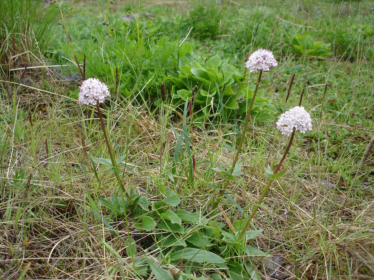 Image of Valeriana capitata specimen.