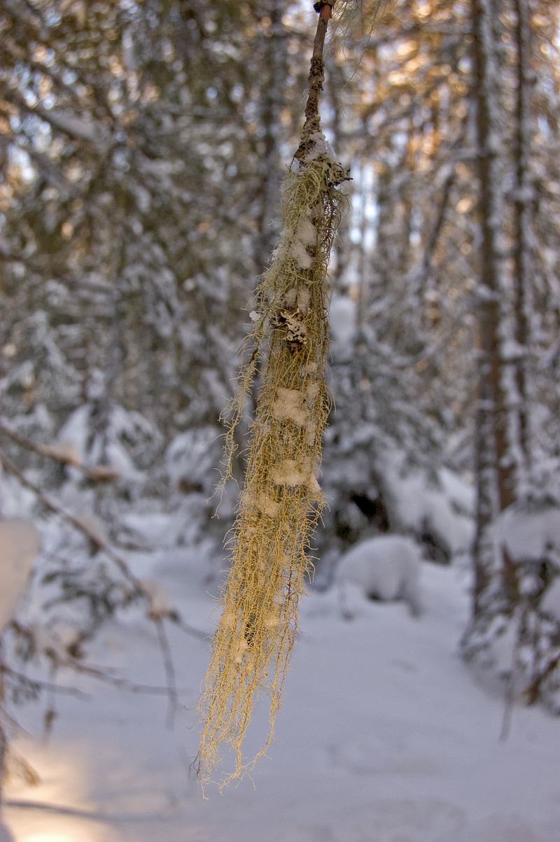 Image of Usnea dasopoga specimen.