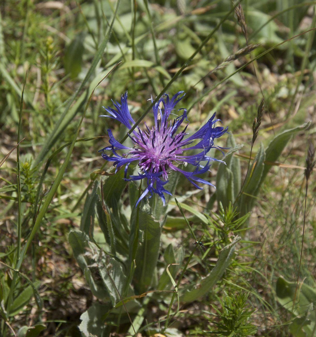 Изображение особи Centaurea fuscomarginata.