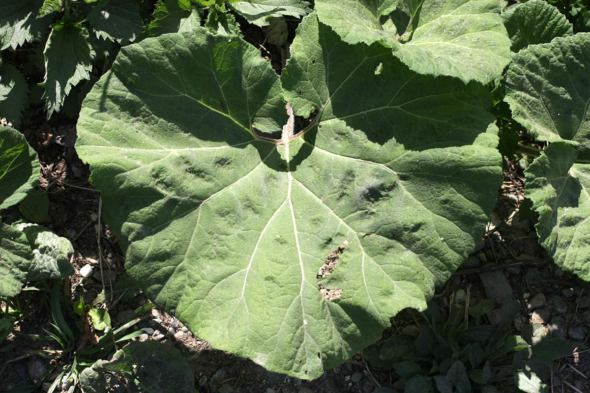 Image of Petasites hybridus specimen.