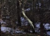 genus Usnea. Слоевище на сухой ветке Picea obovata. Пермский край, Лысьвинский р-н, хвойный лес вдоль ручья Колган лог, у подножья камня \"Кирпичный\". 01.05.2018.