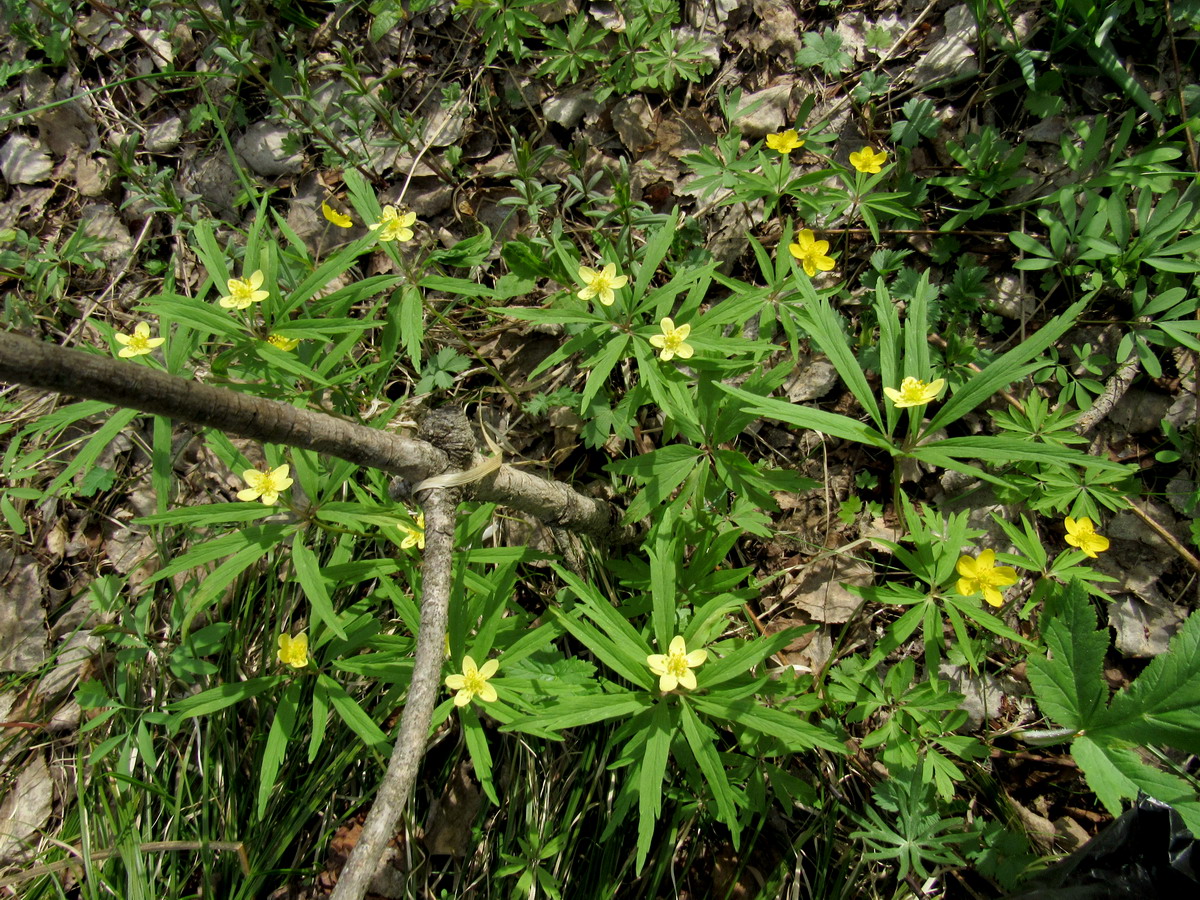 Изображение особи Anemone jenisseensis.