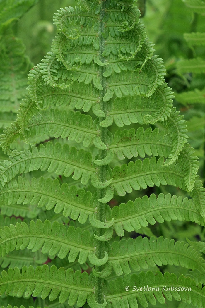 Изображение особи Matteuccia struthiopteris.