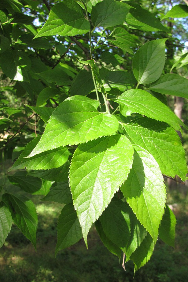 Image of Celtis occidentalis specimen.