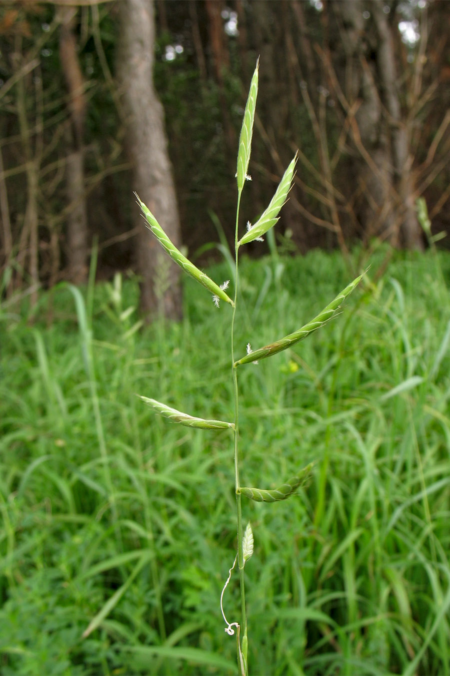 Image of Brachypodium pinnatum specimen.