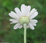 Pyrethrum poteriifolium. Обёртка корзинки. Москва, БС МГУ, в культуре из Турции. 04.06.2010.