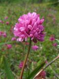 Trifolium lupinaster. Верхушка цветущего побега. Магаданская обл., окр. г. Магадан, мыс Островной, разнотравный луг под склоном сопки. 22.07.2018.