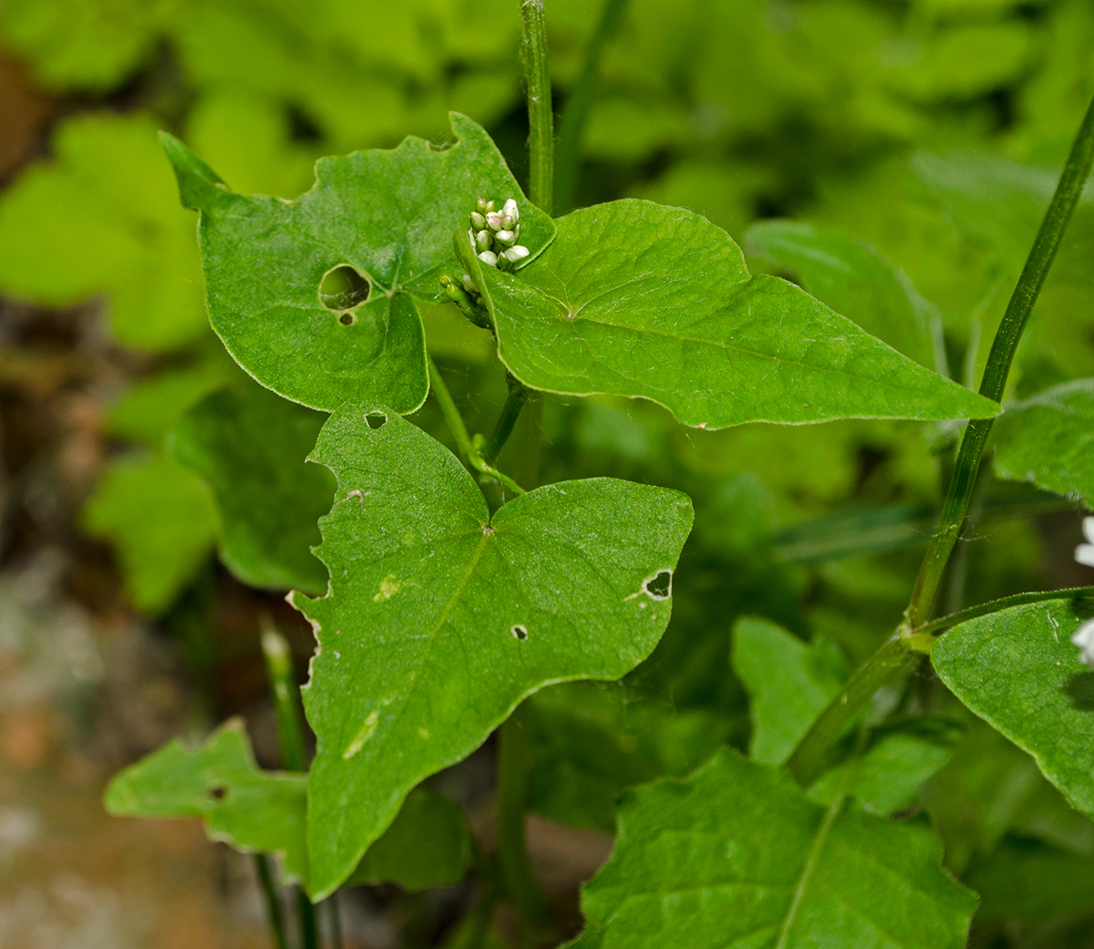 Image of Fagopyrum esculentum specimen.